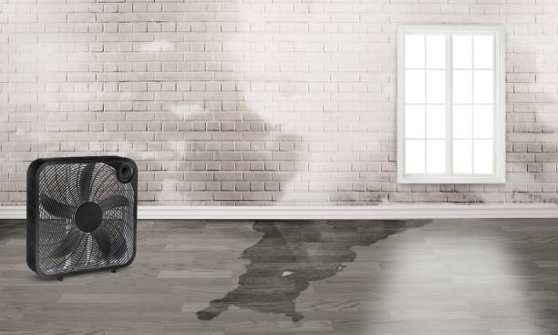 Best Water damage cleanup near me  in St Simons, GA